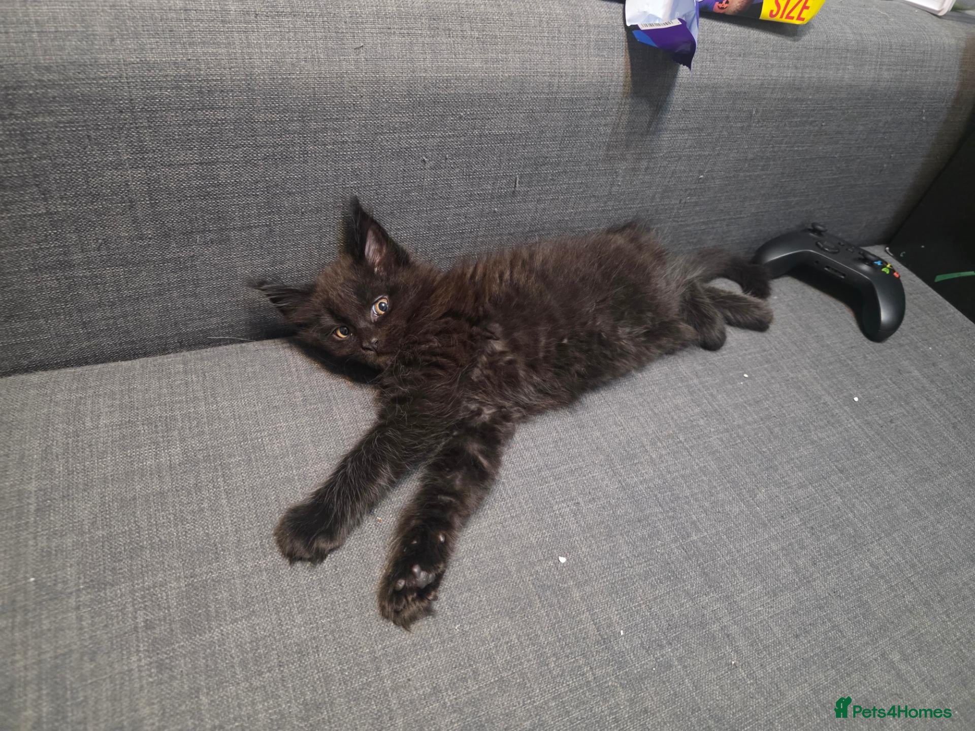 Maine Coon cats 🐾 Beautiful Maine Coon Kittens 🐾 - Advert 2