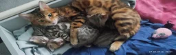 Bengal cats for sale: Stunning Bengal kittens for sale in Rugby - Advert 14