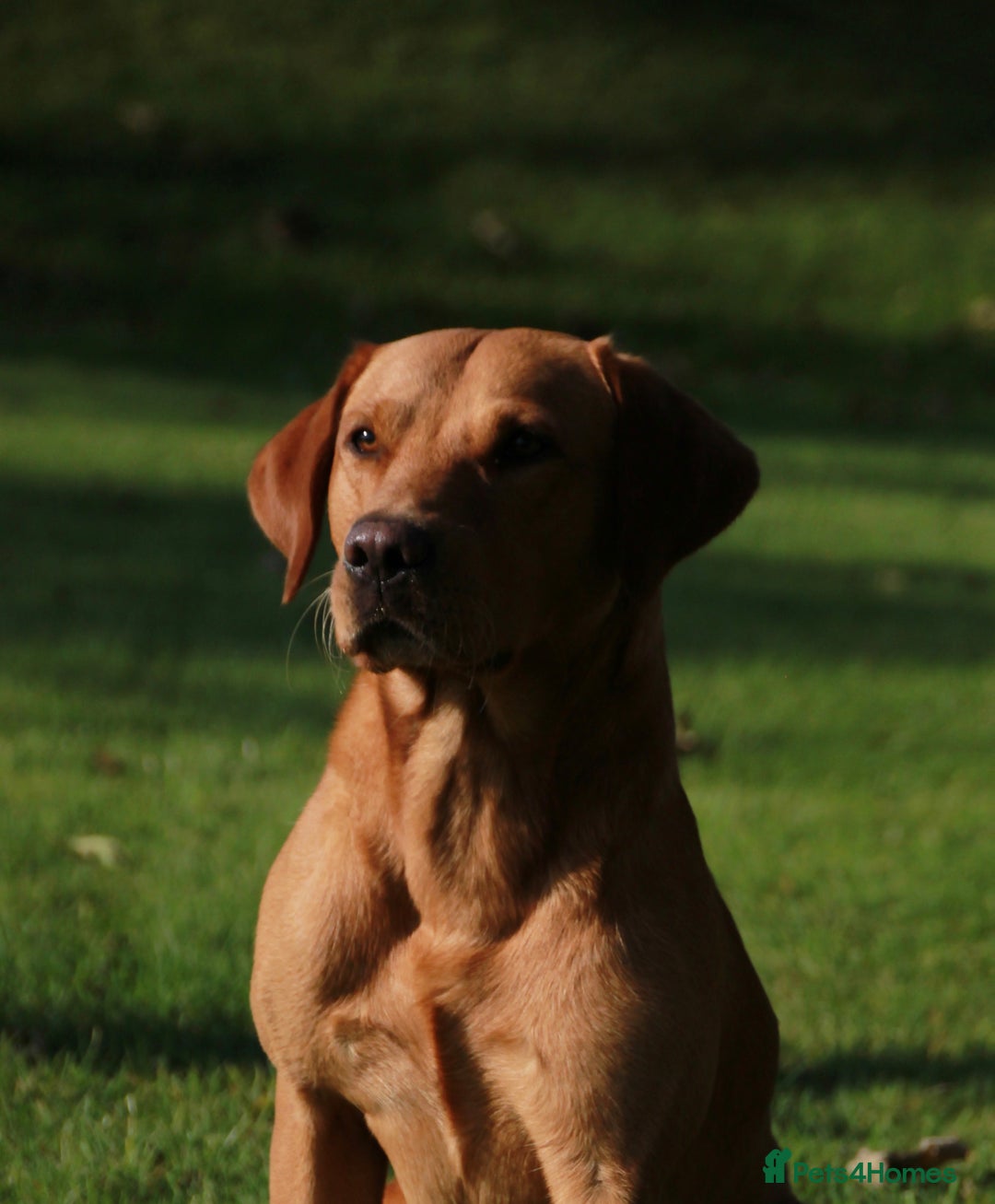 Labrador Retriever dogs for stud: Wiremoors Bram fox red Kc Reg & health tested dog - Advert 5