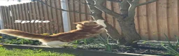 Mixed Breed cats for sale: 4x Maincoon X American Wire Hair Kittens for sale  in Stourport-on-Severn - Advert 10