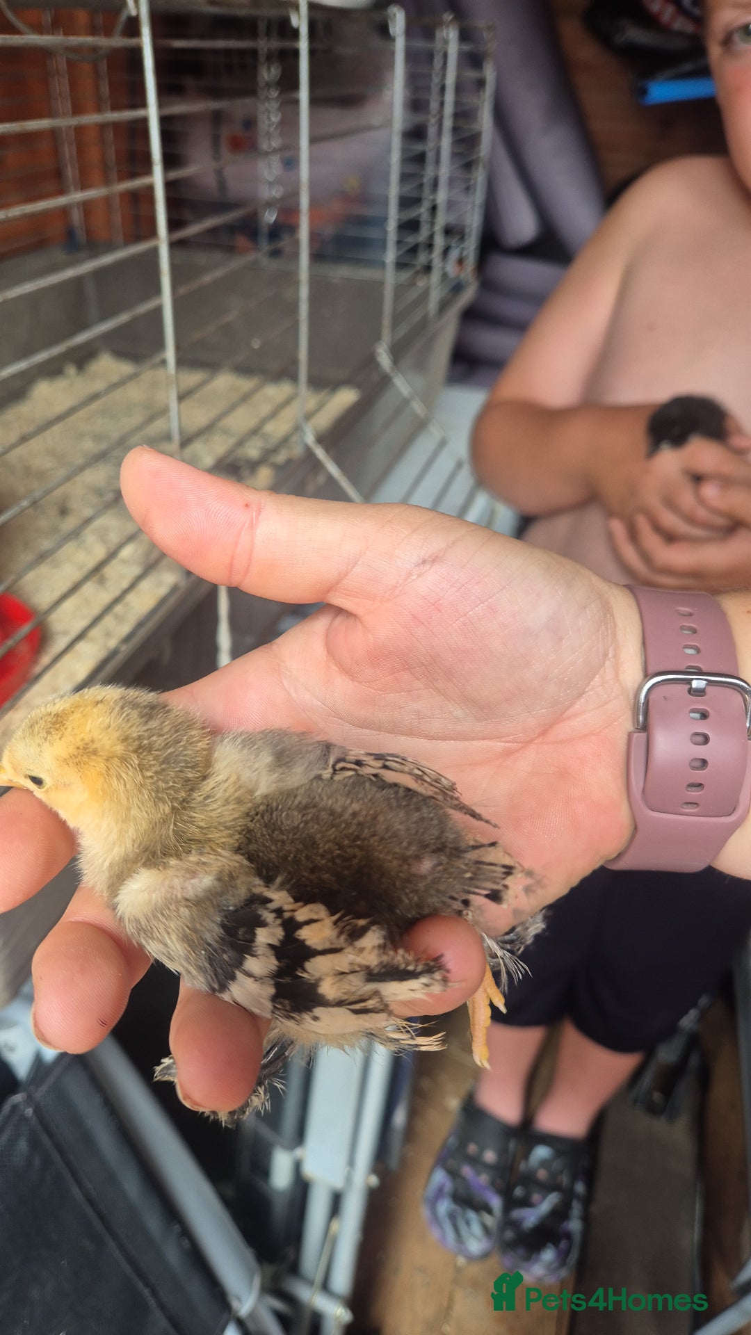 Chickens poultry for sale: Sablepoot bantam cockerel - Image 2