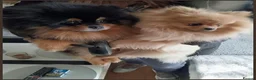 Pomeranian dogs for sale: Four beautiful pomeranian puppies 🐶  - Advert 7