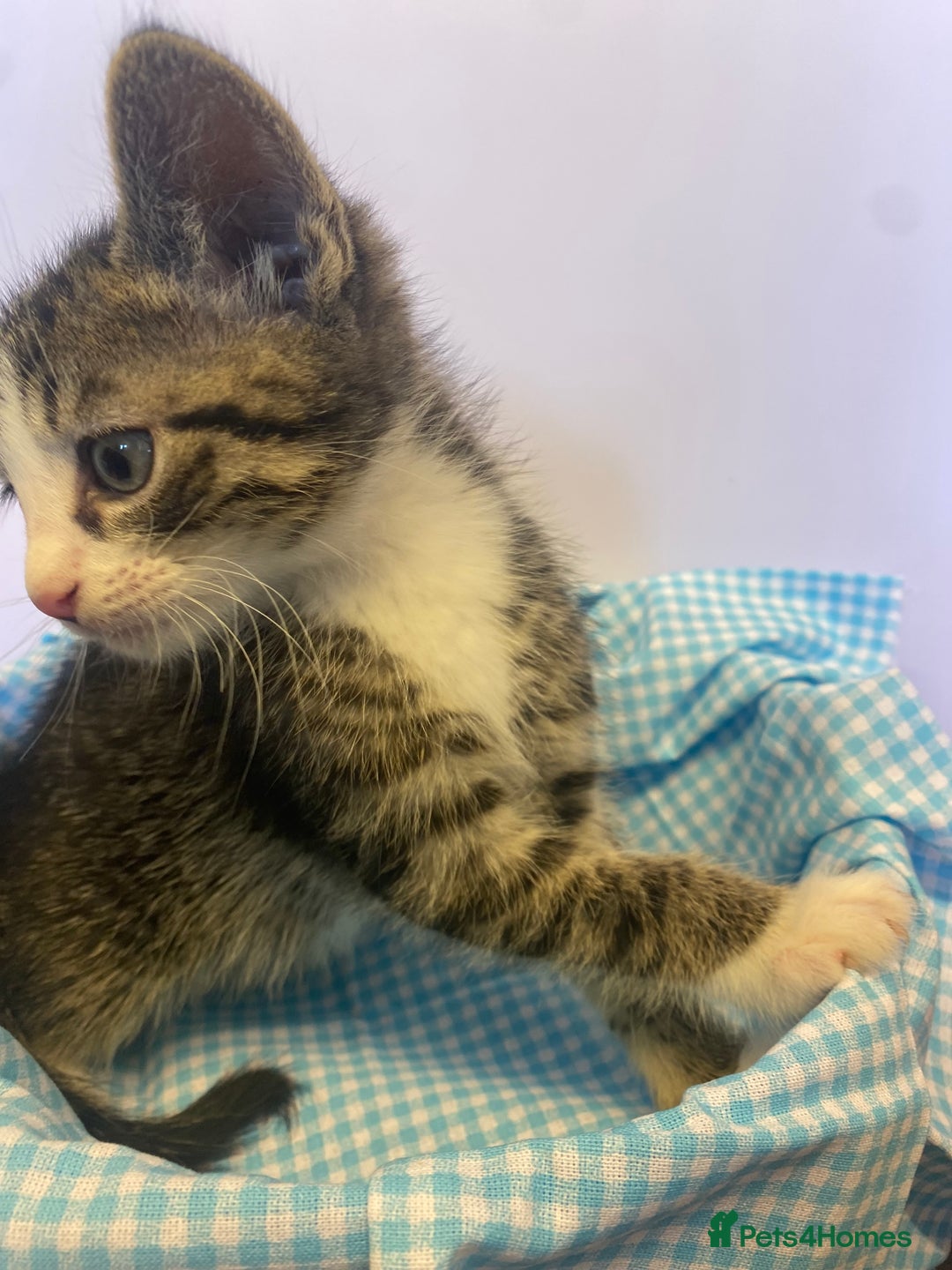 European cats for sale: Colourful kittens - Image 4
