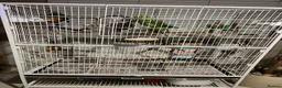 Ringnecks birds for sale: Male and female Indian ring neck parakeets  - Advert 3