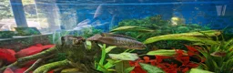 Cichlids fish for sale: Cichlids for sales - Advert 1