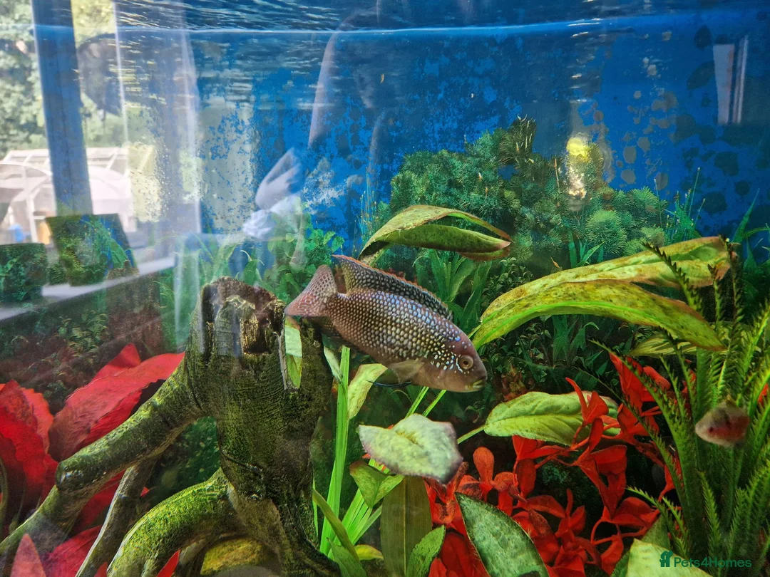 Cichlids fish for sale: Cichlids for sales - Advert 1