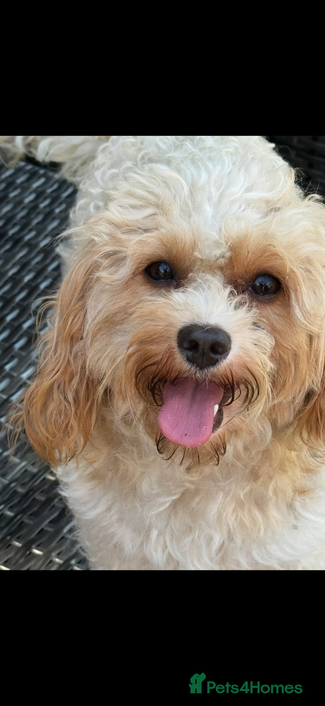 Cavapoochon dogs for sale: cavapoochon boy health tested parents  - Advert 3