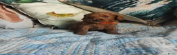 Cockapoo dogs for sale: Litter Cockapoo  in Maidenhead - Advert 17