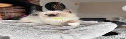 Ragdoll cats for sale: Ready Now! Beautiful Ragdoll Kittens! Xx  - Advert 39