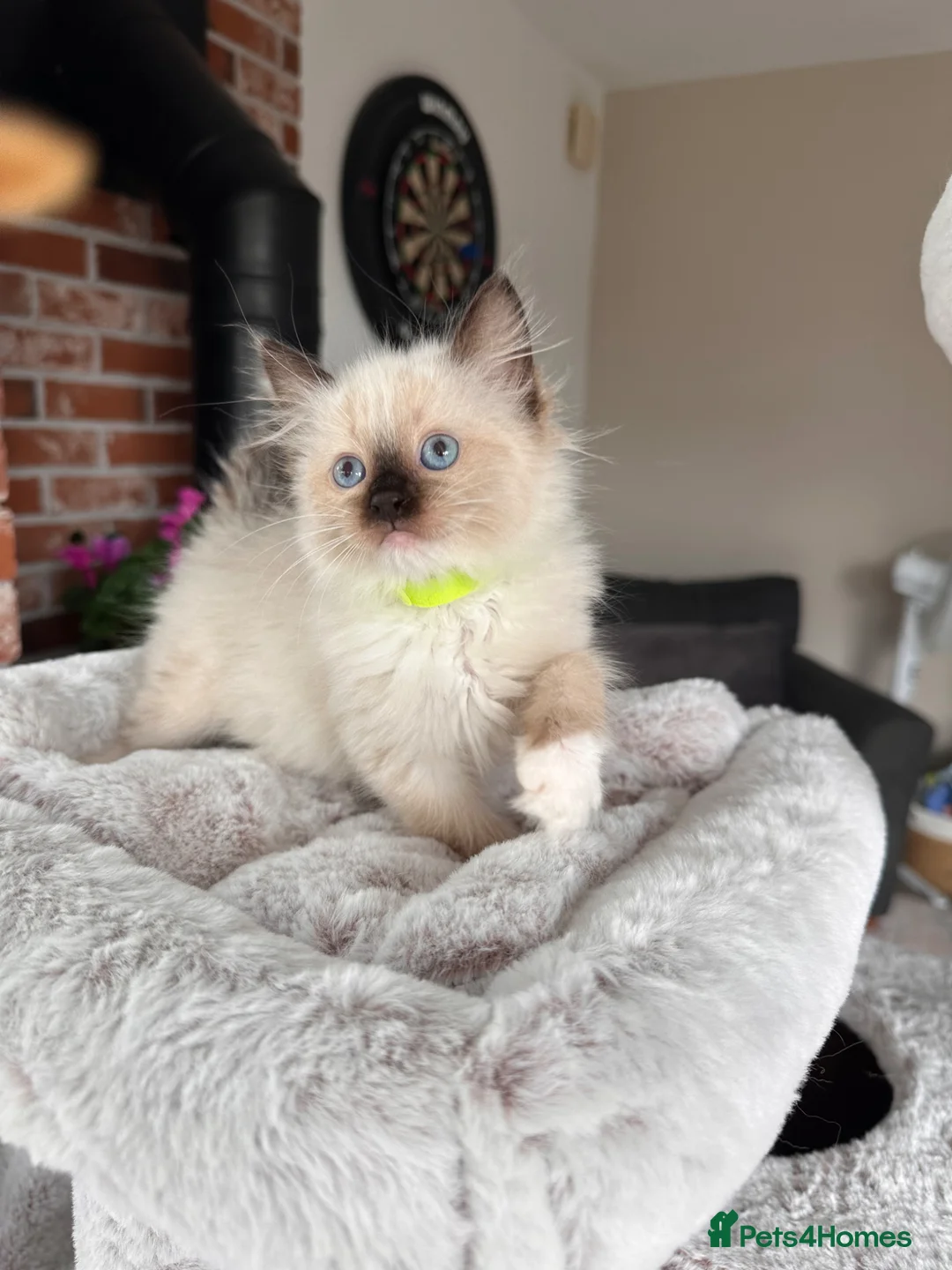 Ragdoll cats for sale: Ready Now! Beautiful Ragdoll Kittens! Xx  - Advert 39