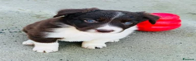 Border Collie 3