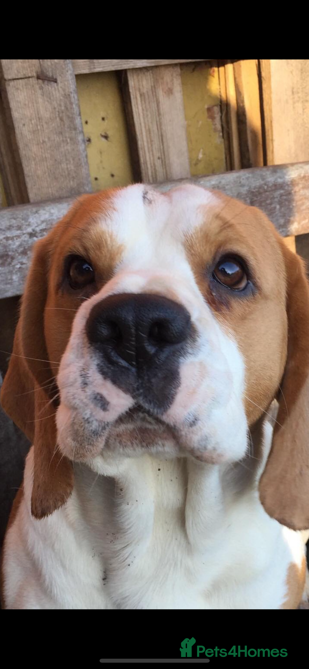 Beagle dogs for sale: 1 stunning chunky tri boy  - Advert 7