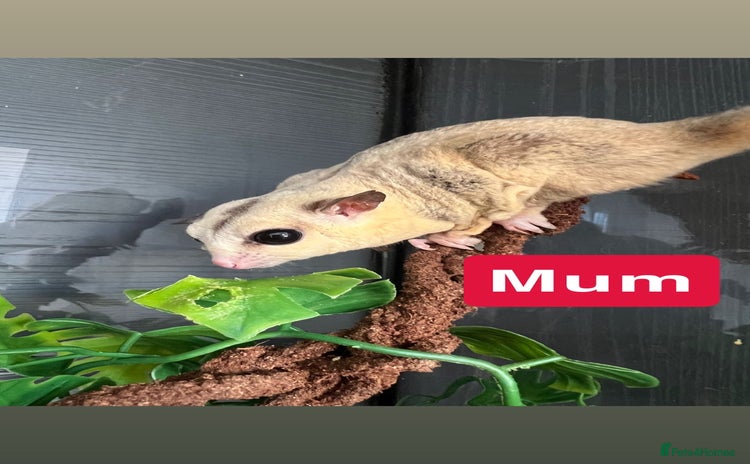 Sugar Glider rodents - Advert 1