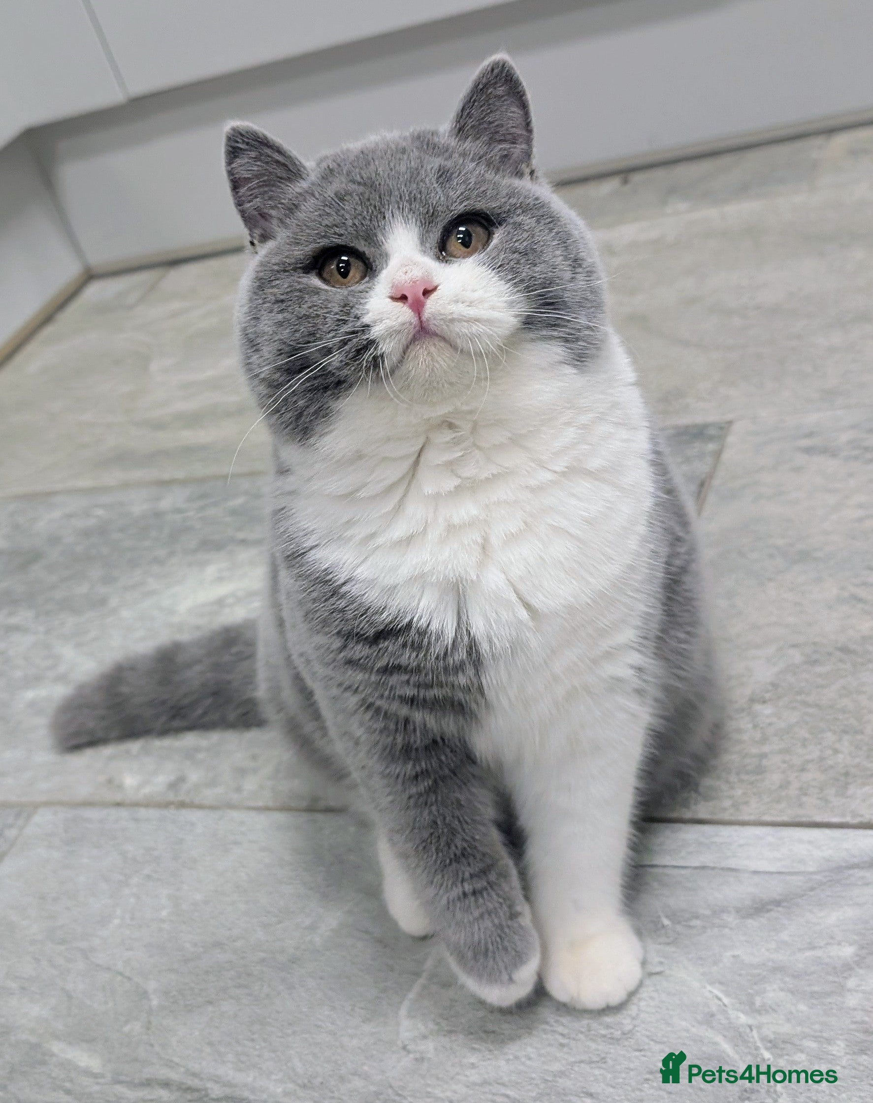 British Shorthair cats Amazing loving British shorthair kittens  - Advert 16