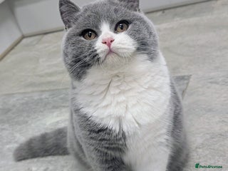 British Shorthair cats Amazing loving British shorthair kittens - Advert 16