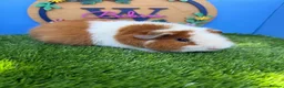 Guinea Pig rodents for sale: Teddy Guinea Pig Baby Boys Pure Bred  - Advert 3