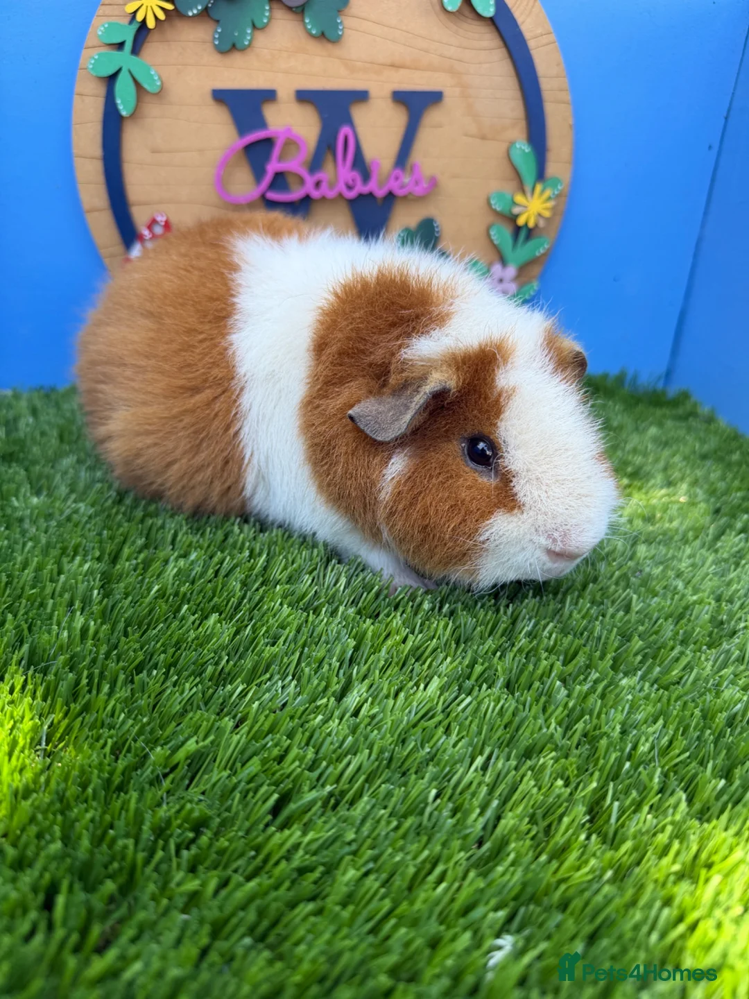 Guinea Pig rodents for sale: Teddy Guinea Pig Baby Boys Pure Bred  - Advert 3