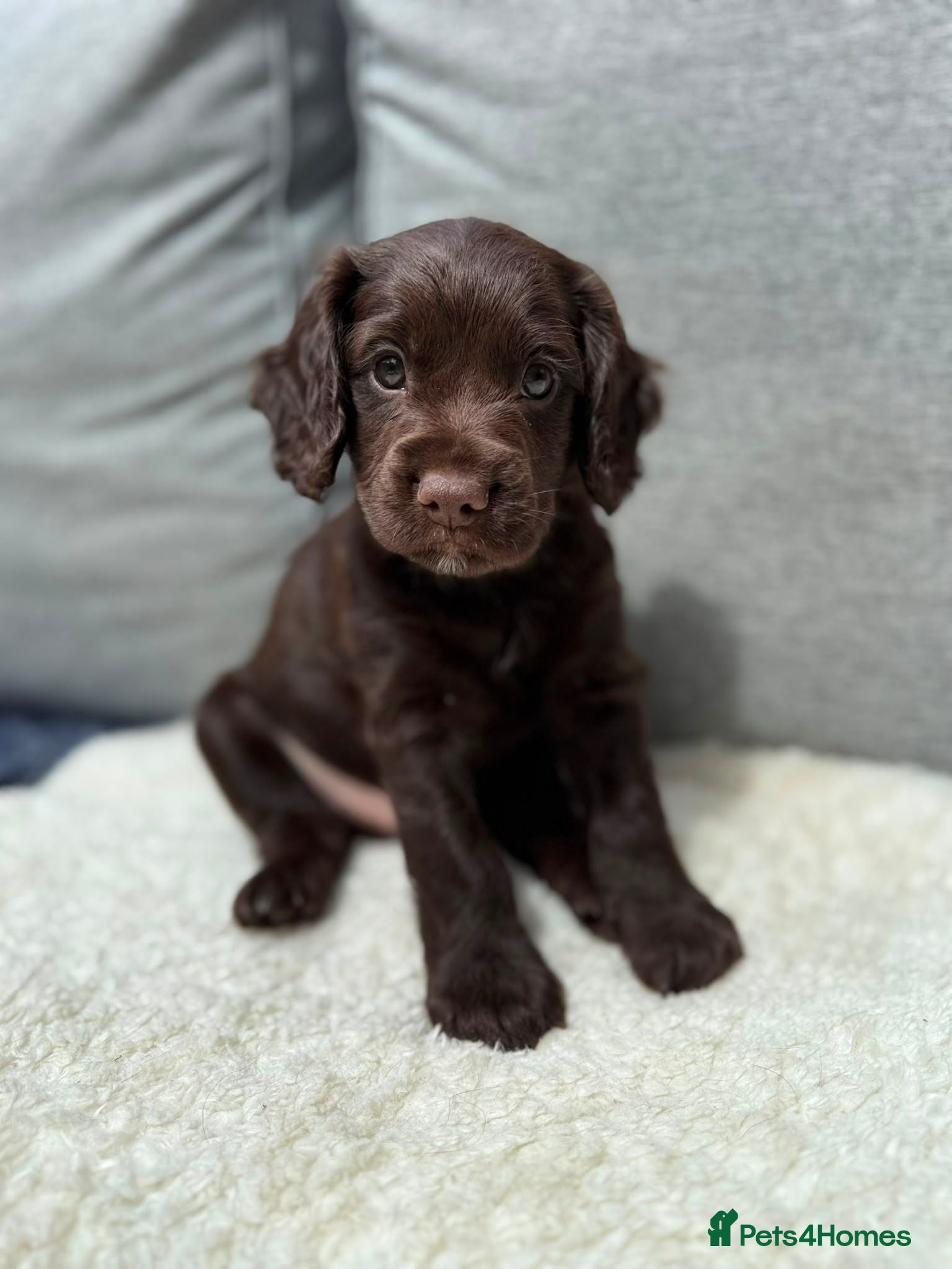 Cockapoo dogs Working Spaniel x Cockapoo F1B Puppies  - Advert 1