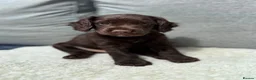 Cockapoo dogs for sale: Beautiful Cockapoo × Working Spaniel F1B Puppies in Gillingham - Advert 7