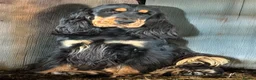 Cocker Spaniel dogs for sale: Outstanding Cocker Spaniel Puppies Available  - Advert 5