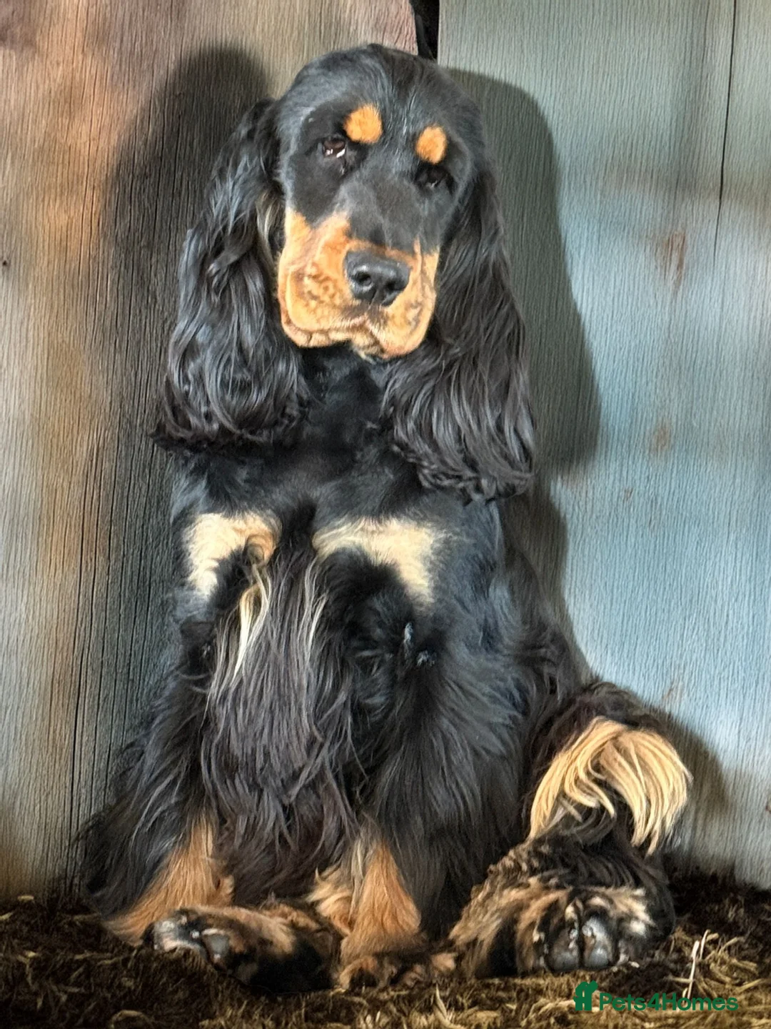 Cocker Spaniel dogs for sale: Outstanding Cocker Spaniel Puppies Available  - Advert 5