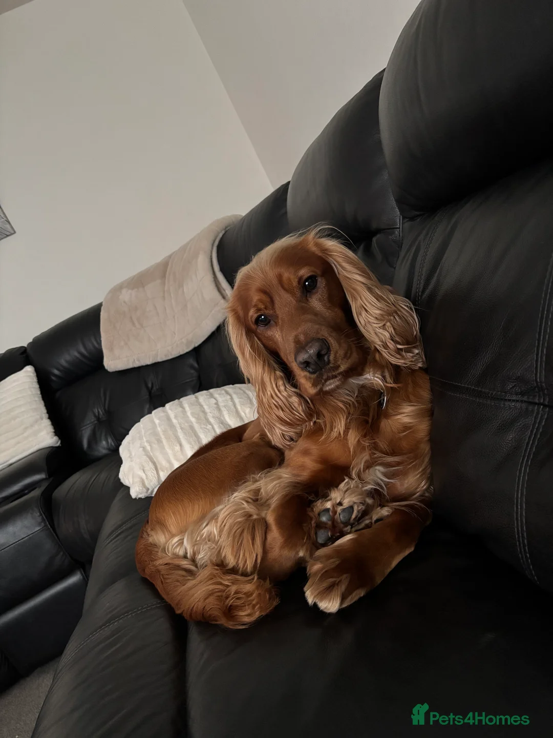 Cocker Spaniel dogs for stud: Proven Beautiful cocker stud available ❤️ in Barnsley - Advert 6