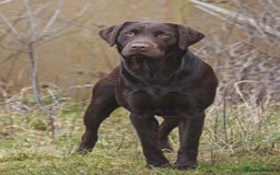 Labrador Retriever dogs for sale: KC Reg Fully Health Tested Black Labrador Puppies - Image 8