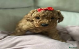 Toy Poodle dogs for sale: Lady red Kc toy poodle female  - Image 10