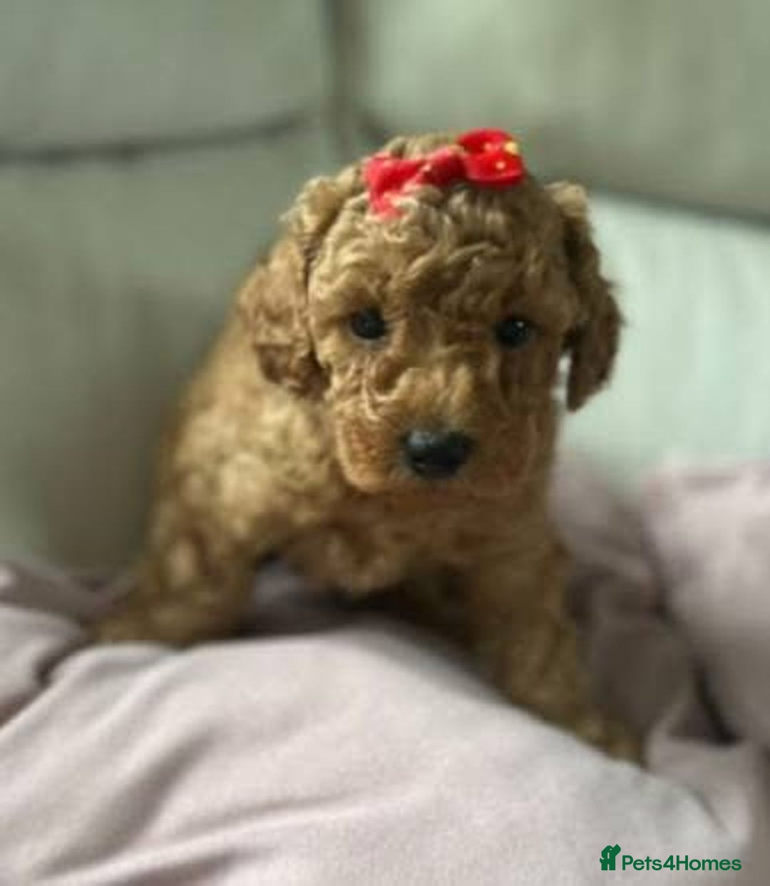 Toy Poodle dogs for sale: Lady red Kc toy poodle female  - Image 10