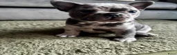 French Bulldog dogs for sale: French bulldogs Premium Quality, Home Raised, - Advert 5