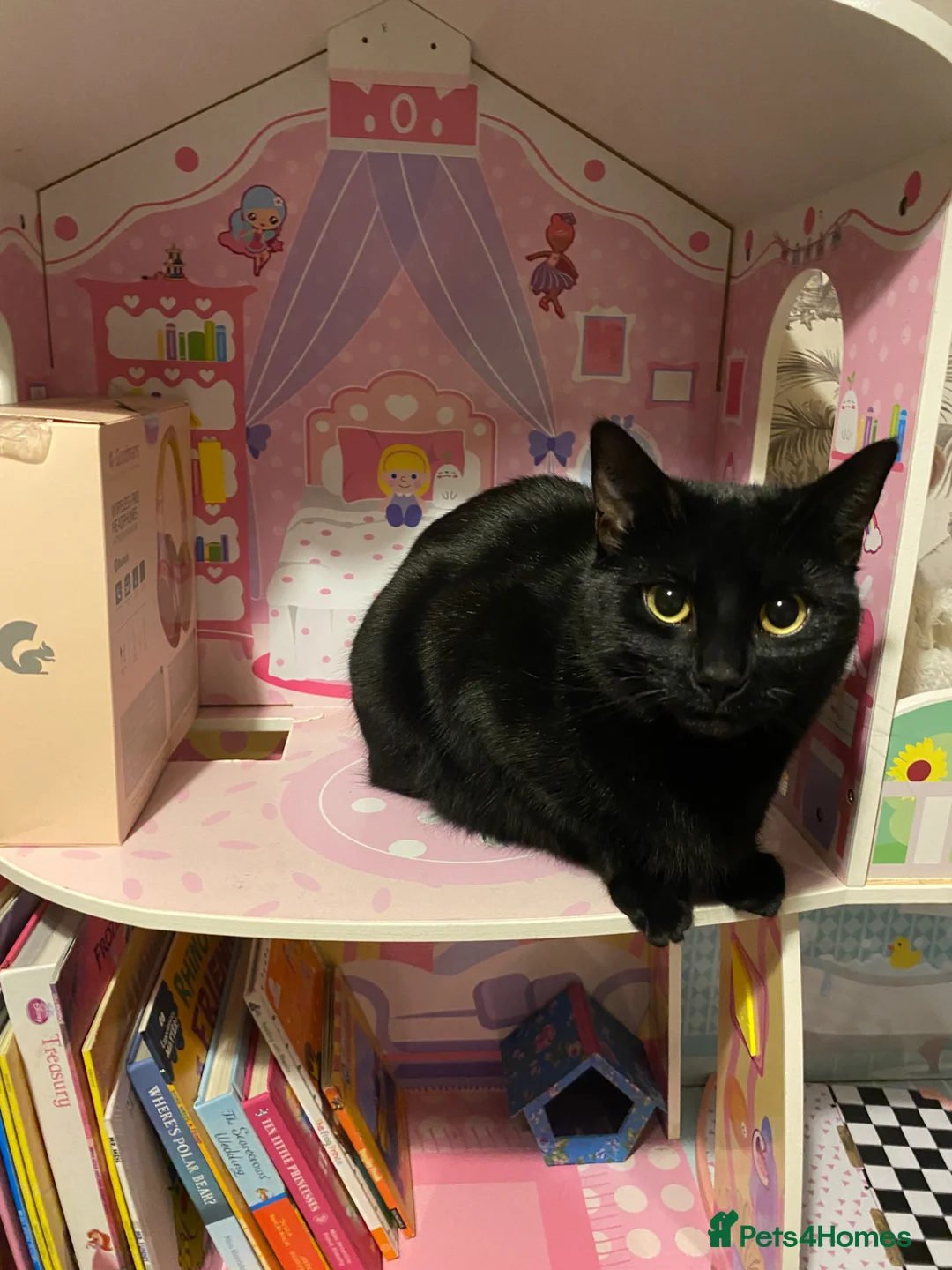 British Shorthair cats for sale: Bella in Exeter - Advert 2