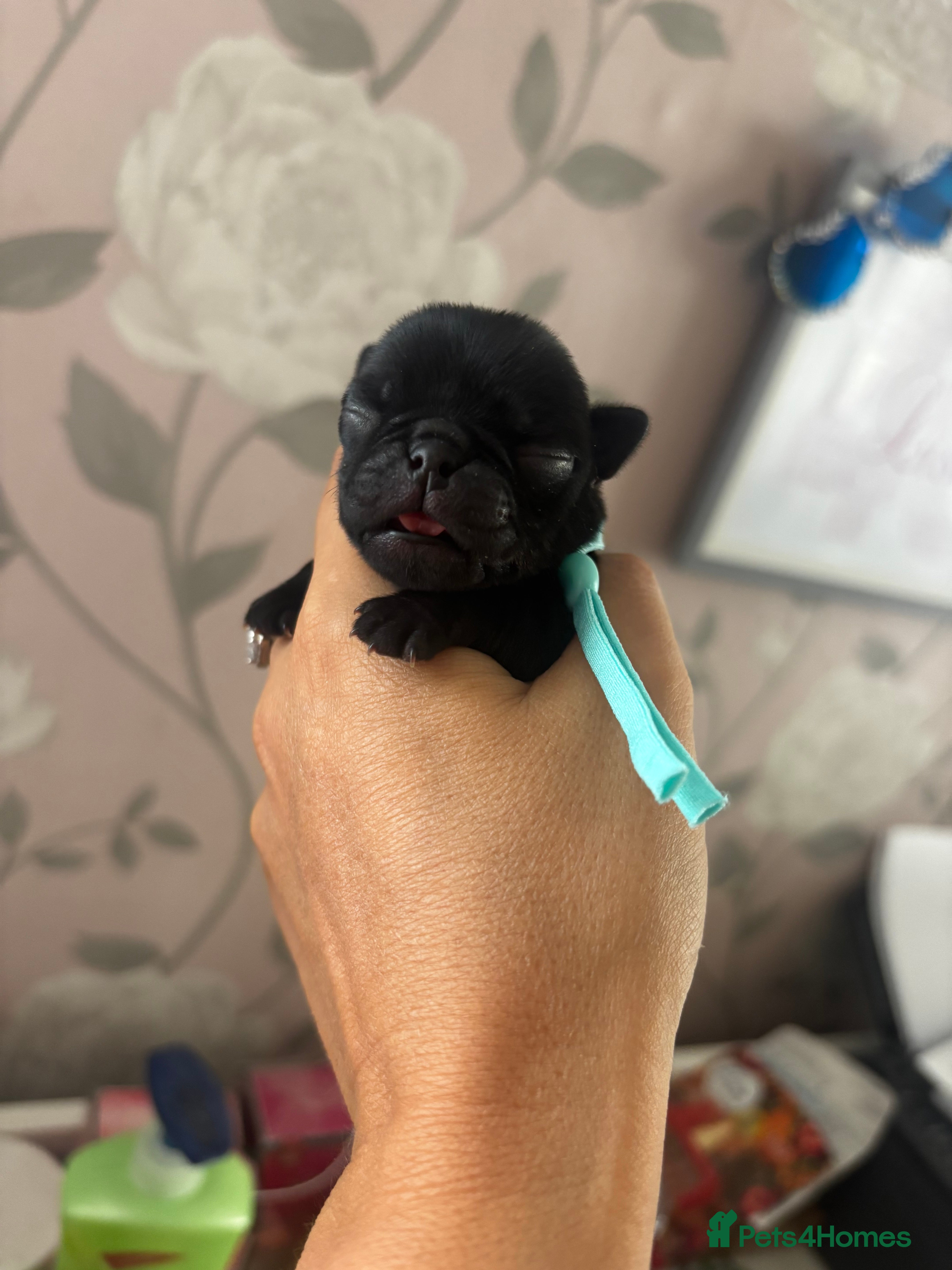 Pug dogs KC reg pug puppies Puglicious - Advert 2