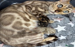 Bengal cats for sale: Beautiful pedigree bengal kittens  - Image 5