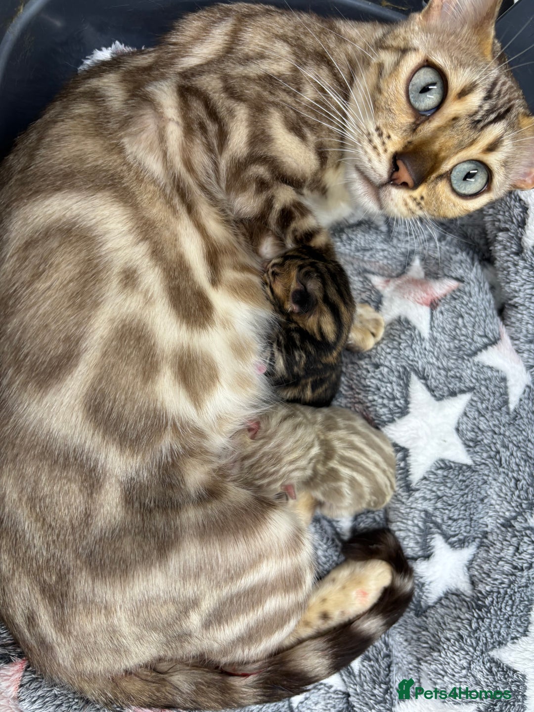 Bengal cats for sale: Beautiful pedigree bengal kittens  - Image 5