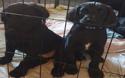 Labradoodle dogs for sale: ☆Ready to leave☆ CHUNKY PUPPIES ☆ - Advert 7