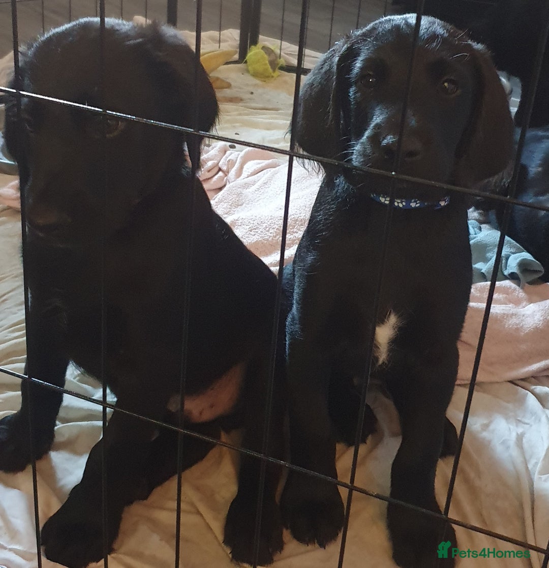 Labradoodle dogs for sale: ☆Ready to leave☆ CHUNKY PUPPIES ☆ - Advert 7