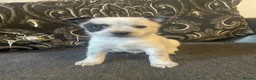 Mixed Breed dogs for sale: Pom-a-jacks - Advert 6
