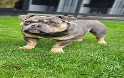 American Bully dogs for sale: Exotic Bully - Image 2