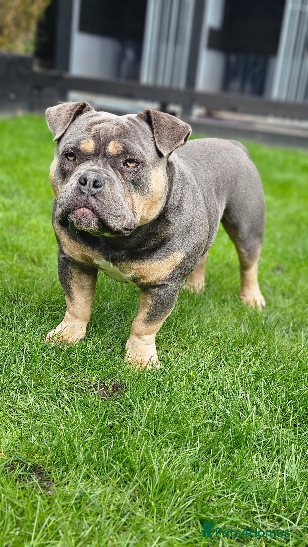 American Bully dogs for sale: Exotic Bully - Image 2
