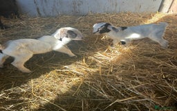 Goats livestock for sale: Pygmy X - Image 18