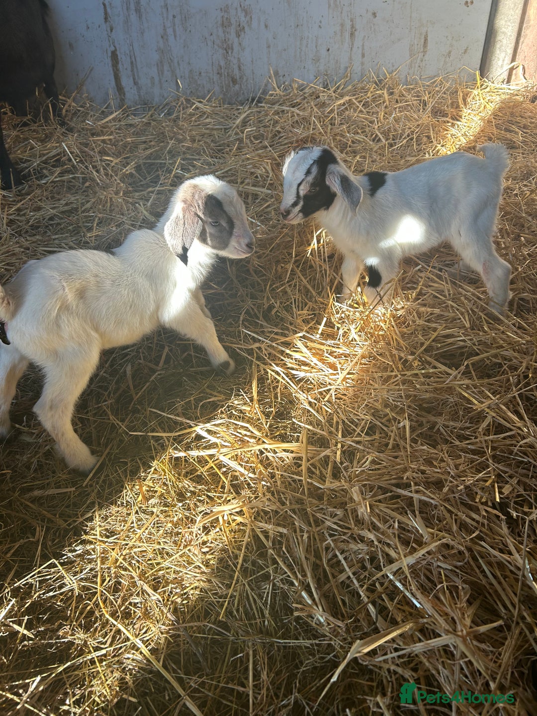 Goats livestock for sale: Pygmy X - Image 18