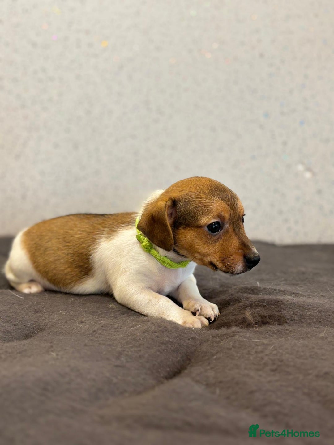 Jack Russell dogs for sale: Jack Russell puppies  - Image 19