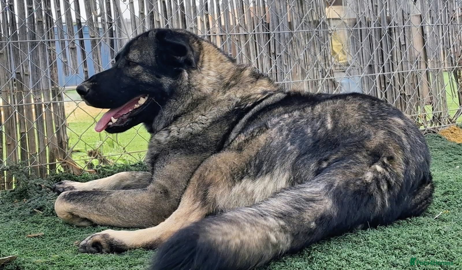 Mixed Breed dogs 🆘 URGENT 🚨 💙🐾  LUCIA NEEDS A HOME 🐾💙 - Advert 1