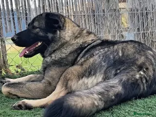 Mixed Breed dogs 🆘 URGENT 🚨 💙🐾 LUCIA NEEDS A HOME 🐾💙 - Advert 1