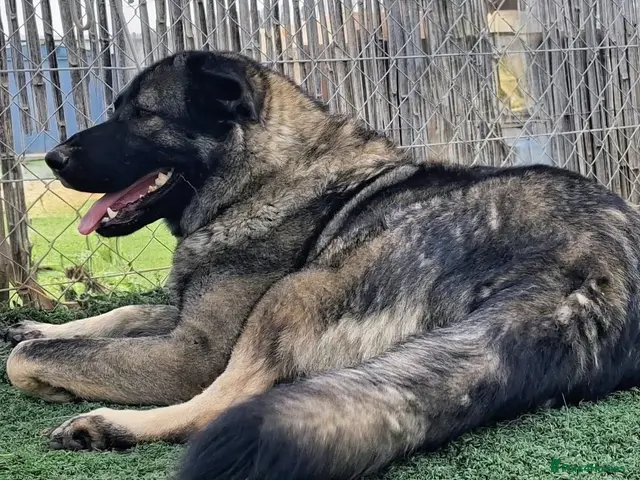 Mixed Breed dogs for adoption: 🆘 URGENT 🚨 💙🐾 LUCIA NEEDS A HOME 🐾💙 - Advert 2