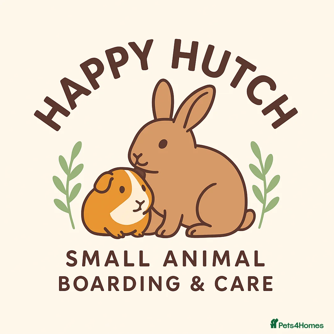 Lionhead rabbits for sale: 6 pure lionhead rabbits available 6th April  - Advert 1