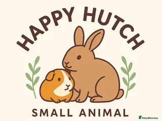 Lionhead rabbits 6 pure lionhead rabbits available 6th April - Advert 1