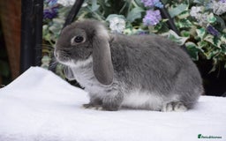 Mini Lop rabbits for sale: Beautiful pure mini lop boy - Image 6