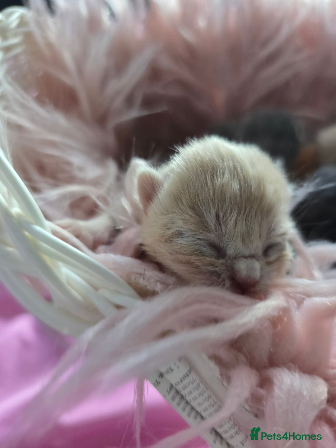 British Shorthair cats for sale: Beautiful Kittens looking forever home 😍😸 - Image 8