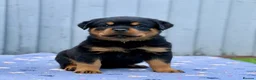 Rottweiler dogs for sale: 5 Exceptional KC Registered Rottweiler Puppies - Advert 2